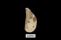 藏品(姬蛤)的圖片